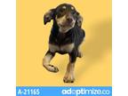 Adopt Jigglypuff a Brown/Chocolate Shepherd (Unknown Type) / Terrier (Unknown