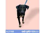 Adopt Buck a Black Labrador Retriever / Mixed Breed (Medium) / Mixed dog in