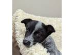 Adopt Ross a Australian Cattle Dog / Mixed dog in Neillsville, WI (38961186)