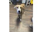 Adopt Charlie a Tan/Yellow/Fawn - with White Hound (Unknown Type) dog in