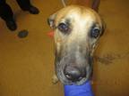Adopt Bella - VIP a Tan/Yellow/Fawn Labrador Retriever / Mixed dog in Arlington