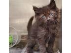 Adopt Blaze (Teal) a Gray or Blue Domestic Mediumhair / Mixed cat in Milton