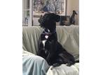 Adopt Bixby a Black - with White Labrador Retriever / Coonhound (Unknown Type) /
