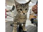 Adopt Flint a Gray or Blue Domestic Mediumhair / Mixed cat in Livingston