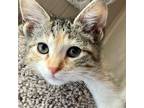 Adopt Frazzle a Calico or Dilute Calico Domestic Mediumhair / Mixed cat in