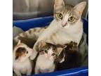 Adopt Stubbs a Gray or Blue Domestic Shorthair / Mixed cat in Edinburg