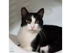 Adopt Punky (and Winny) a Domestic Short Hair