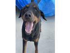 Adopt Bear a Black Doberman Pinscher / Mixed dog in Cincinnati, OH (38958246)