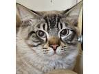 Adopt Castille - Bonded With Sorrel a Domestic Short Hair