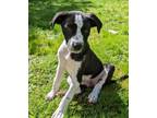 Adopt Frida - Gentle Little Pup a Mixed Breed