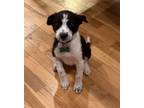 Adopt Rosalie - Cutie Little Pup a Mixed Breed