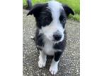 Adopt Mona - Adorable Little Pup a Mixed Breed
