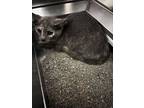 Adopt Lillee a Gray or Blue Domestic Shorthair / Domestic Shorthair / Mixed cat
