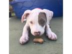 Adopt FREYA a White - with Tan, Yellow or Fawn American Staffordshire Terrier /