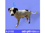 Adopt Gina a White - with Tan, Yellow or Fawn Labrador Retriever / Terrier