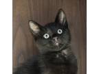 Adopt Coal a Domestic Mediumhair cat in Yankton, SD (38847548)