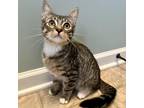 Adopt Gecko a Brown or Chocolate Domestic Shorthair / Mixed cat in Gibsonia