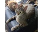 Adopt PG aka Pretty Girl a Brown or Chocolate Domestic Shorthair / Mixed cat in