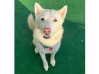 Adopt Burton a Husky / Mixed Breed (Medium) / Mixed dog in Warren, MI (38922793)