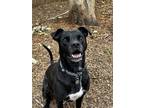 Adopt Bagel a Black Labrador Retriever / Terrier (Unknown Type