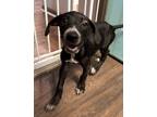 Adopt cela a Black - with White Labrador Retriever dog in Opelousas