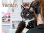 Adopt Hunter a Black & White or Tuxedo Domestic Shorthair (short coat) cat in