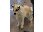 Adopt Munchkin a Terrier (Unknown Type, Small) / Mixed dog in Mocksville