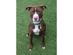 Adopt Darius a Brown/Chocolate Mixed Breed (Large) / Mixed dog in Hamilton