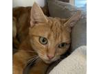 Adopt Mama Cat a Orange or Red Domestic Shorthair / Mixed cat in Gloucester