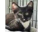 Adopt Jefferson a All Black Domestic Shorthair / Mixed cat in FREEPORT