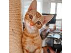 Adopt BENDEL a Orange or Red Domestic Shorthair / Mixed (short coat) cat in San