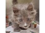 Adopt Flint (green) a Gray or Blue Domestic Mediumhair / Mixed cat in Milton