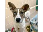 Adopt Diane a Terrier, Mixed Breed