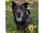 Adopt Gemini a Black Labrador Retriever / Chow Chow / Mixed dog in Jupiter