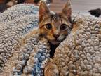 Adopt Zollo a Brown Tabby Domestic Shorthair (short coat) cat in Colmar