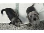 Adopt Shadow *Bonded with Frank* a Terrier, Mixed Breed