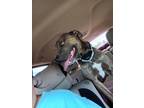 Adopt Ivar a Tan/Yellow/Fawn Mixed Breed (Large) / Mixed dog in Oklahoma City