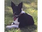 Adopt Buddy a Black - with White Border Collie / Mixed dog in Lockeford