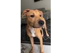 Adopt Peetie a Tan/Yellow/Fawn Labrador Retriever dog in Tampa, FL (38899352)