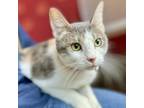 Adopt Tart a Domestic Short Hair