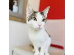 Adopt Sweet a Domestic Short Hair