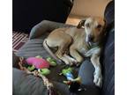 Adopt CHARLIE a Labrador Retriever / Beagle / Mixed dog in Phoenix