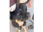 Adopt Tyson a German Shepherd Dog / Mixed dog in Phoenix, AZ (38893737)