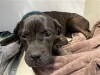 Adopt Cyndi a Cane Corso / Mixed dog in Phoenix, AZ (38893724)