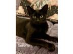 Adopt Serena a All Black Domestic Shorthair / Domestic Shorthair / Mixed cat in