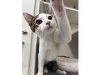Adopt Sebastian a White Domestic Shorthair / Domestic Shorthair / Mixed cat in