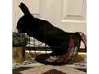 Adopt Oregano a Lop, English / Mixed rabbit in Shawnee, KS (38773833)