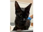 Adopt Fiesta a All Black Domestic Mediumhair / Domestic Shorthair / Mixed cat in