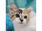 Adopt Lillianna (adoption pending) a Calico or Dilute Calico Domestic Mediumhair