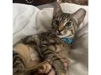 Adopt Delilah a Brown or Chocolate Domestic Shorthair / Mixed cat in Evanston